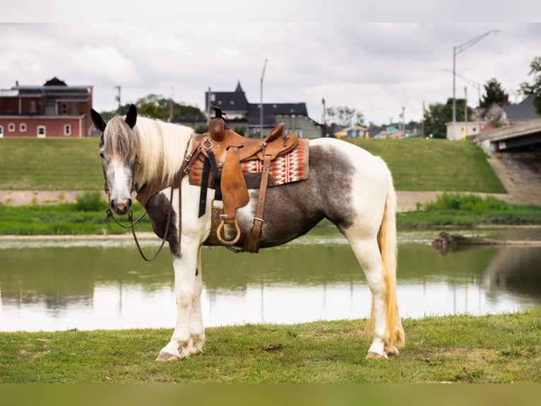 American Quarter Horse Castrone 7 Anni 152 cm Grigio in Middletown OH