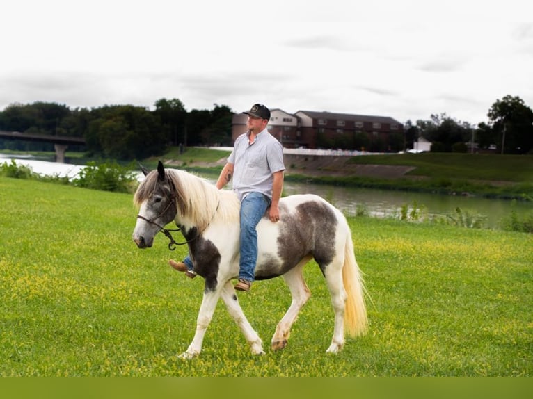 American Quarter Horse Castrone 7 Anni 152 cm Grigio in Middletown OH