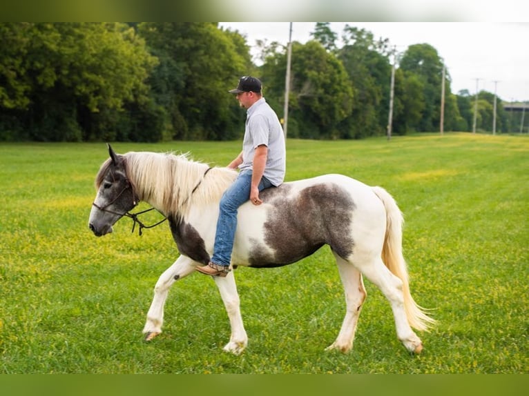 American Quarter Horse Castrone 7 Anni 152 cm Grigio in Middletown OH