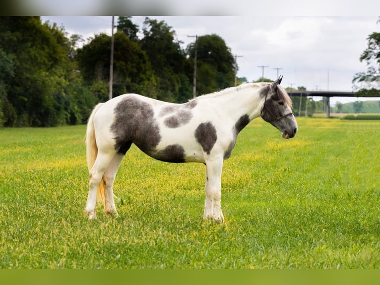 American Quarter Horse Castrone 7 Anni 152 cm Grigio in Middletown OH