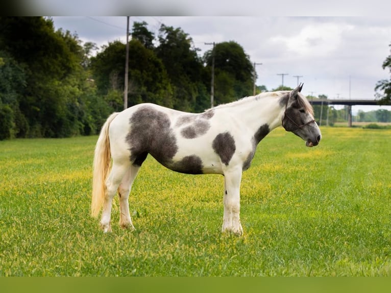 American Quarter Horse Castrone 7 Anni 152 cm Grigio in Middletown OH