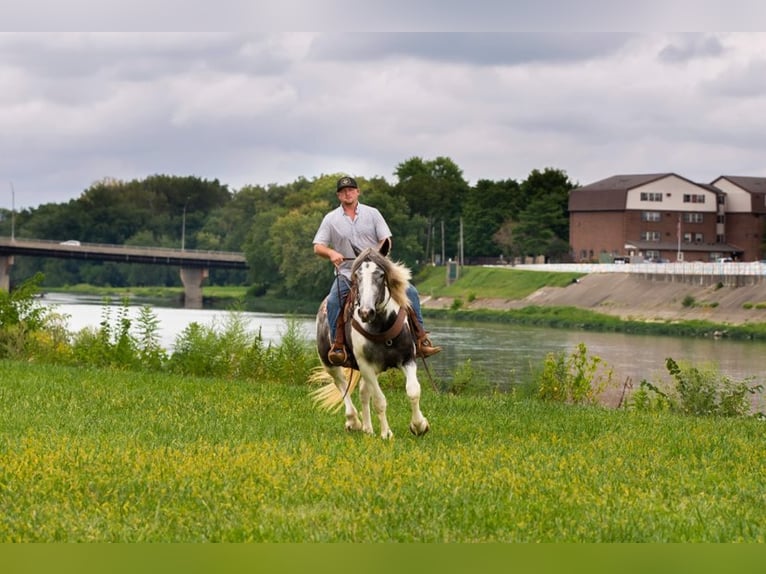 American Quarter Horse Castrone 7 Anni 152 cm Grigio in Middletown OH