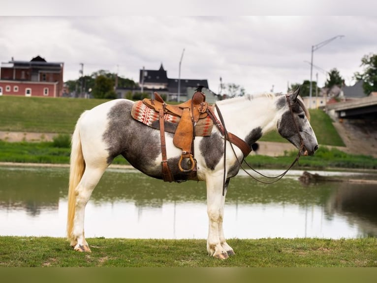 American Quarter Horse Castrone 7 Anni 152 cm Grigio in Middletown OH