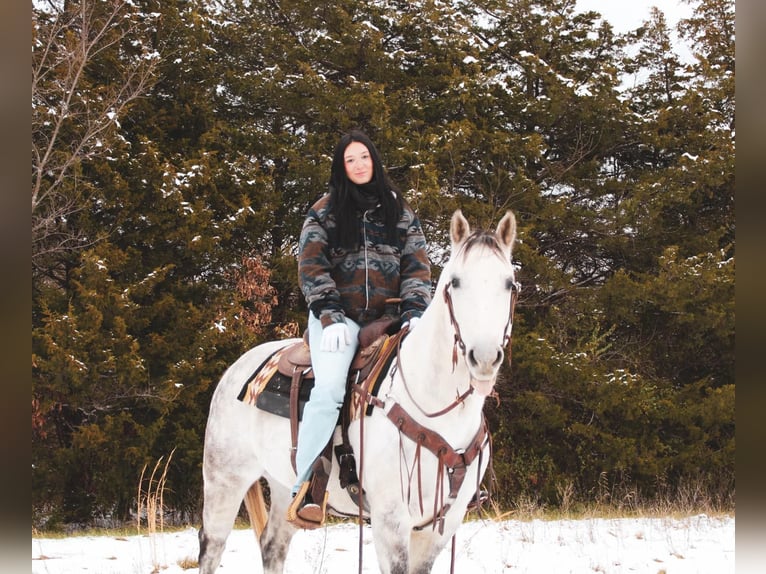 American Quarter Horse Castrone 7 Anni 152 cm Grigio in fulton MO