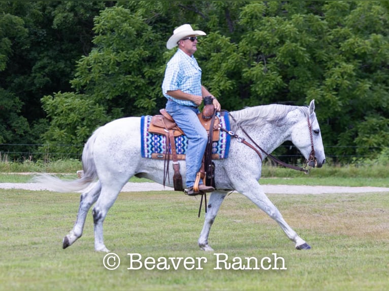 American Quarter Horse Castrone 7 Anni 152 cm Grigio in Mountain Grove MO