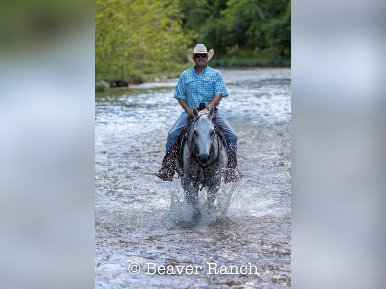 American Quarter Horse Castrone 7 Anni 152 cm Grigio in Mountain Grove MO