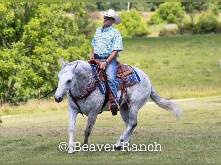 American Quarter Horse Castrone 7 Anni 152 cm Grigio in Mountain Grove MO