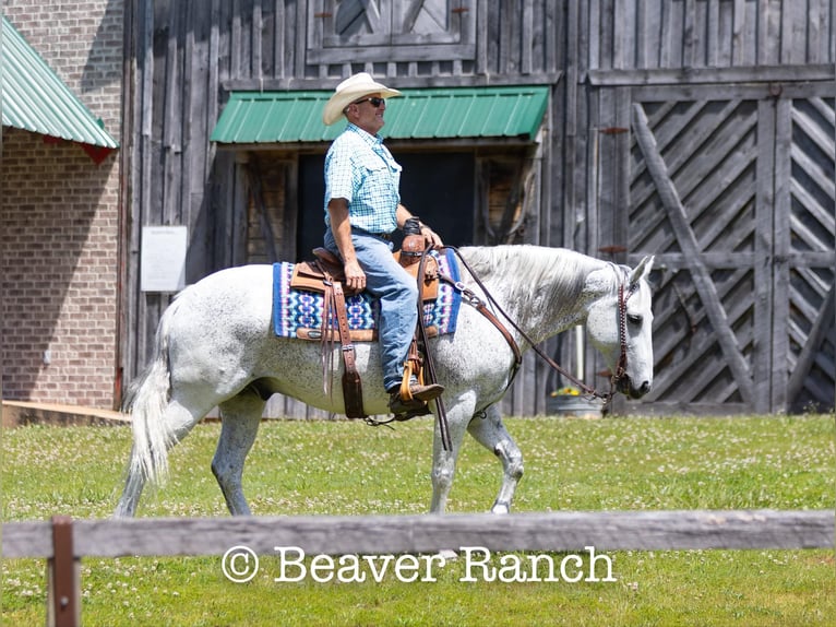 American Quarter Horse Castrone 7 Anni 152 cm Grigio in Mountain Grove MO