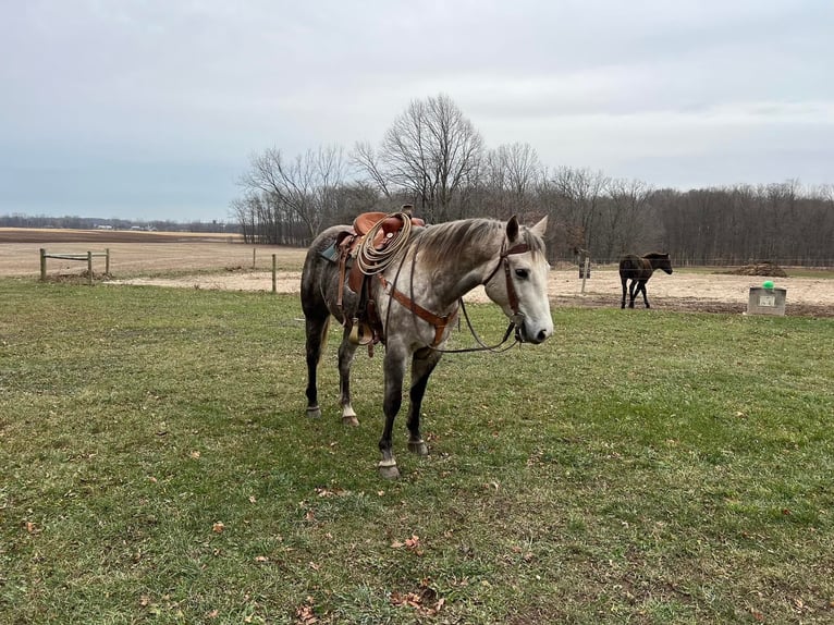 American Quarter Horse Castrone 7 Anni 152 cm Grigio pezzato in Rosebush MI