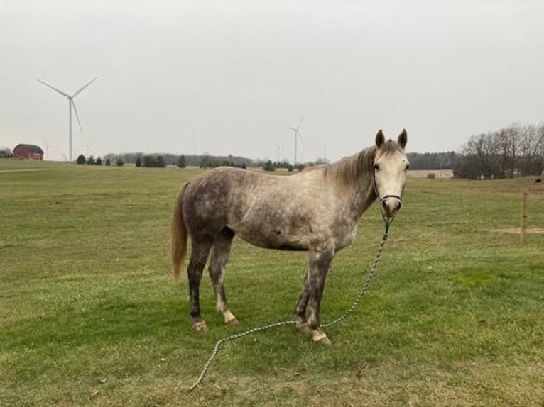 American Quarter Horse Castrone 7 Anni 152 cm Grigio pezzato in Rosebush MI