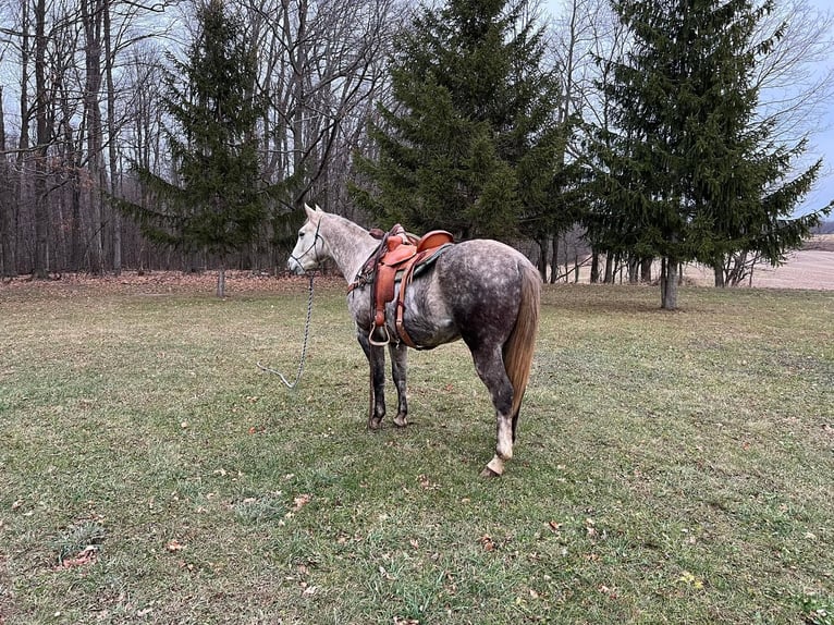 American Quarter Horse Castrone 7 Anni 152 cm Grigio pezzato in Rosebush MI