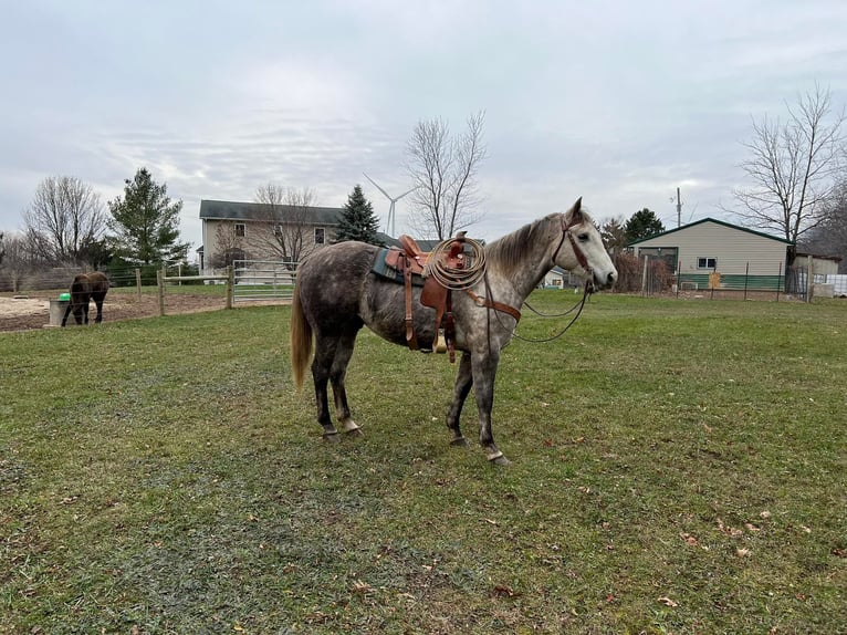 American Quarter Horse Castrone 7 Anni 152 cm Grigio pezzato in Rosebush MI