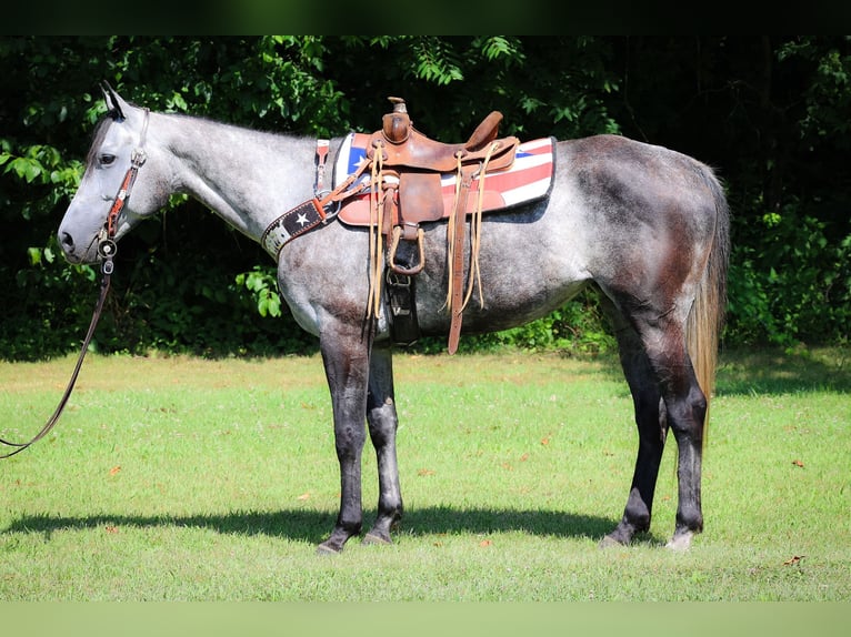 American Quarter Horse Castrone 7 Anni 152 cm Grigio pezzato in Salt Lick KY