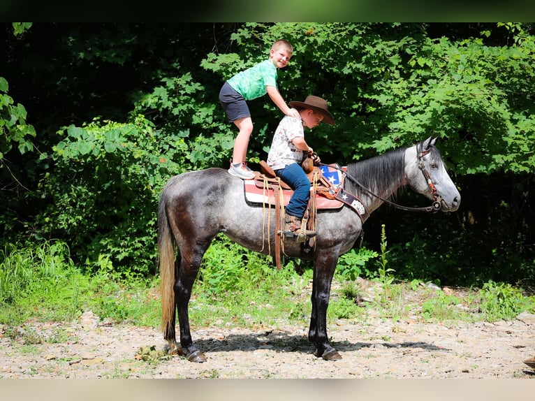 American Quarter Horse Castrone 7 Anni 152 cm Grigio pezzato in Salt Lick KY