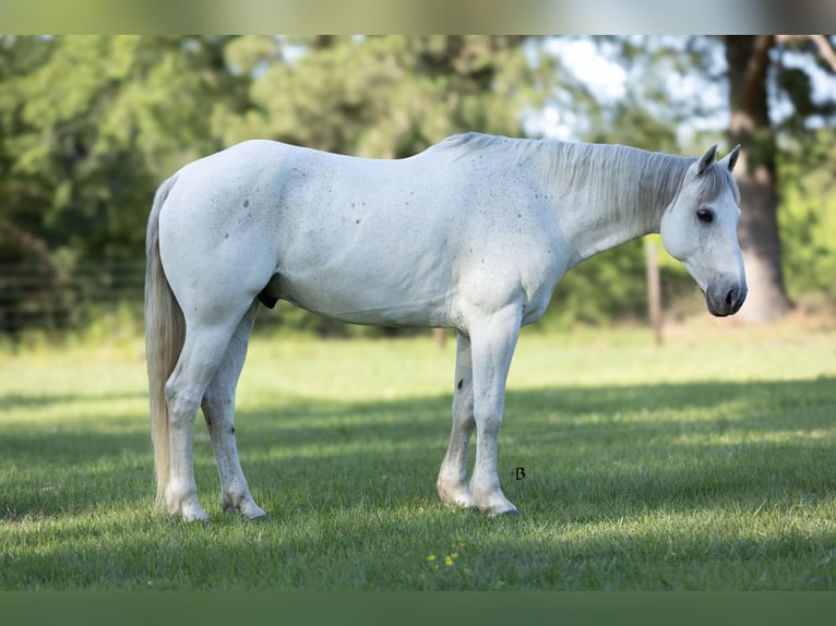 American Quarter Horse Castrone 7 Anni 152 cm Grigio in Lufkin