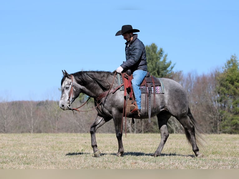 American Quarter Horse Castrone 7 Anni 152 cm Grigio in Clarion