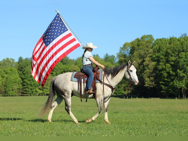 American Quarter Horse Castrone 7 Anni 152 cm Grigio in Clarion