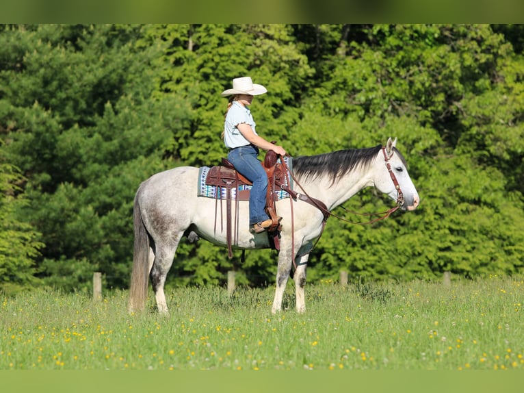 American Quarter Horse Castrone 7 Anni 152 cm Grigio in Clarion