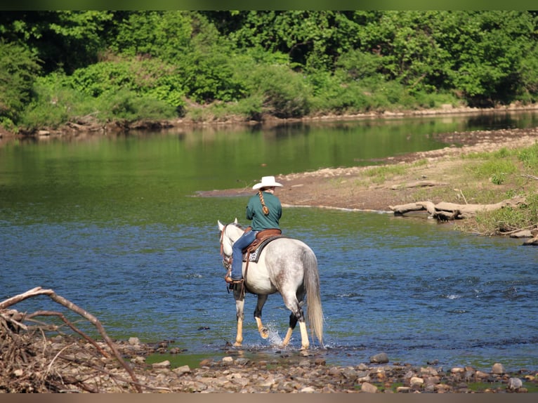 American Quarter Horse Castrone 7 Anni 152 cm Grigio in Clarion