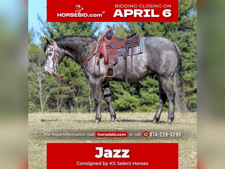 American Quarter Horse Castrone 7 Anni 152 cm Grigio in Clarion