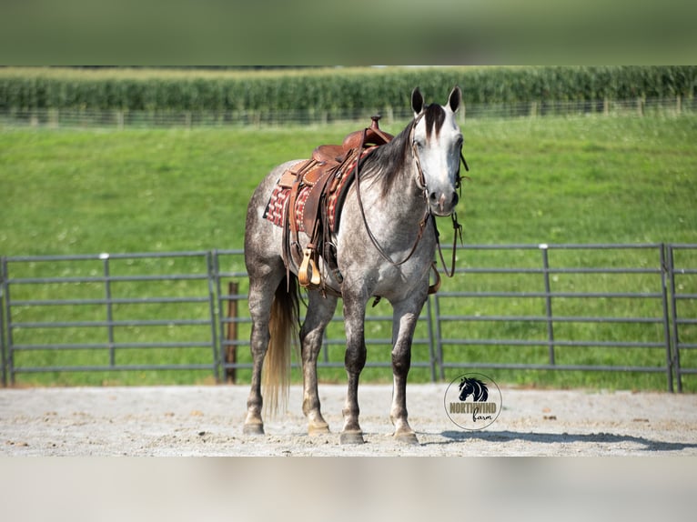 American Quarter Horse Castrone 7 Anni 152 cm Grigio in Fredericksburg, OH