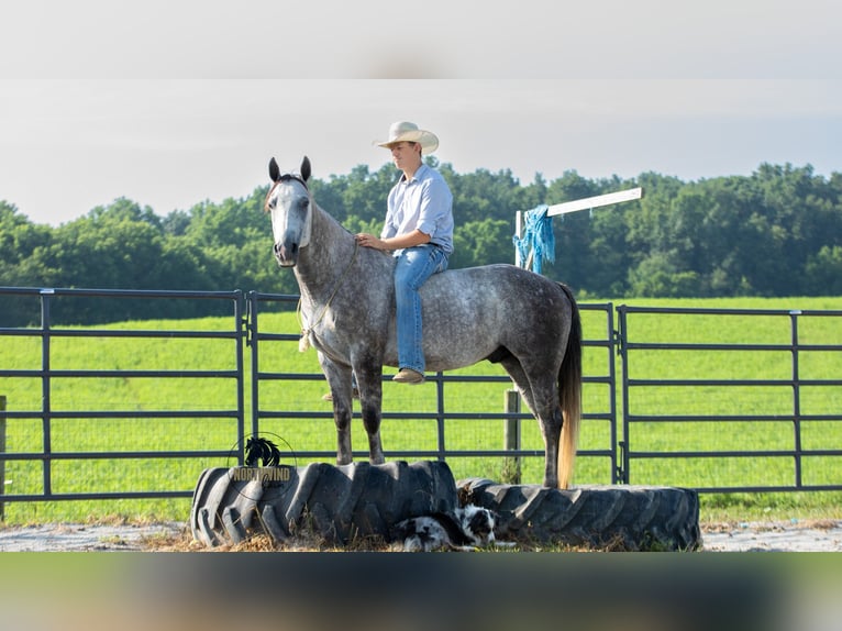 American Quarter Horse Castrone 7 Anni 152 cm Grigio in Fredericksburg, OH