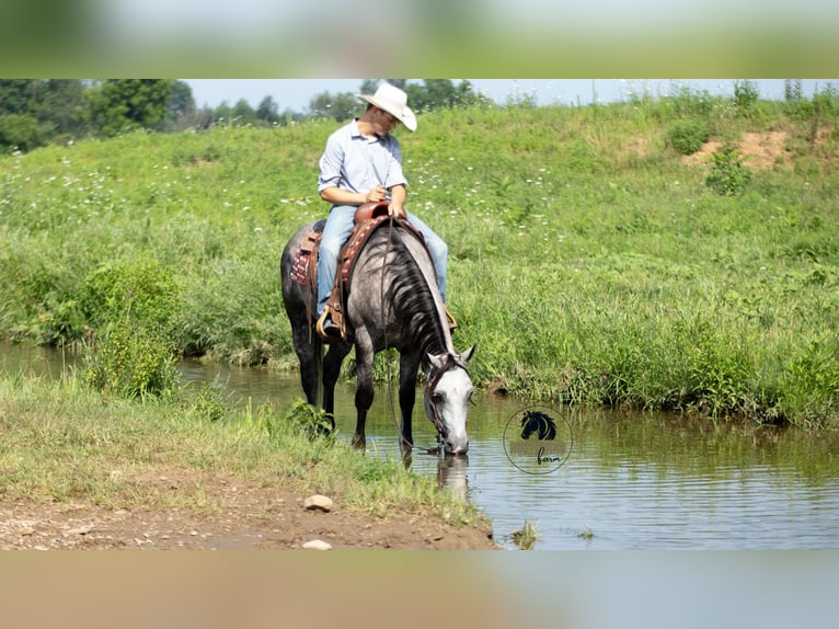 American Quarter Horse Castrone 7 Anni 152 cm Grigio in Fredericksburg, OH
