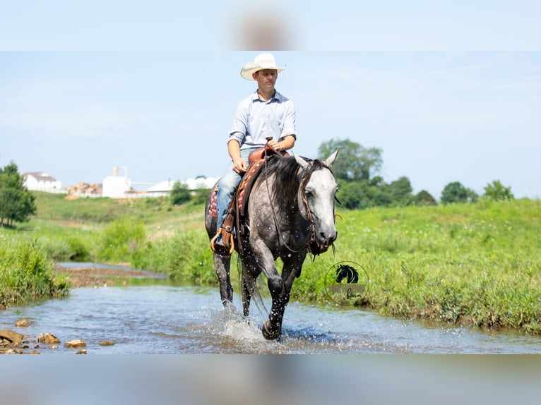American Quarter Horse Castrone 7 Anni 152 cm Grigio in Fredericksburg, OH