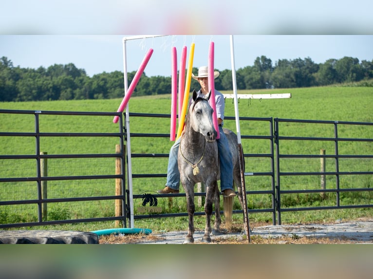 American Quarter Horse Castrone 7 Anni 152 cm Grigio in Fredericksburg, OH