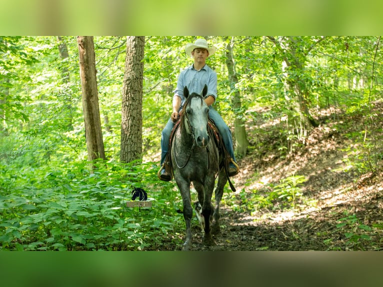 American Quarter Horse Castrone 7 Anni 152 cm Grigio in Fredericksburg