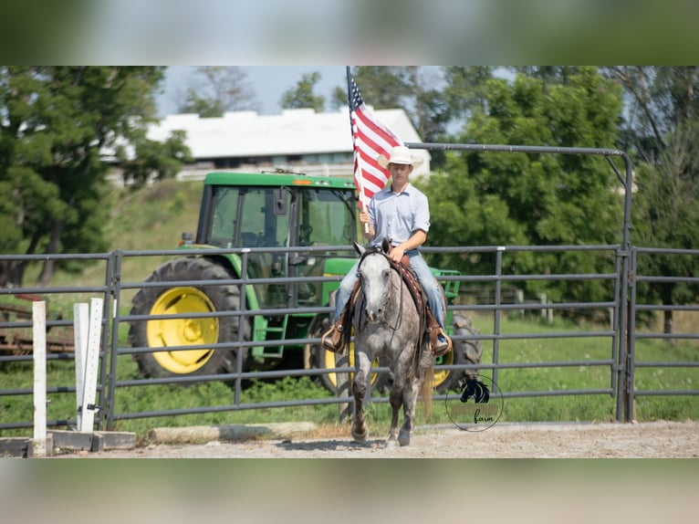 American Quarter Horse Castrone 7 Anni 152 cm Grigio in Fredericksburg