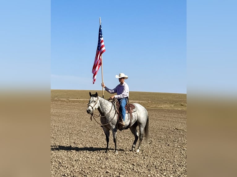 American Quarter Horse Castrone 7 Anni 152 cm Grigio in Power, MT