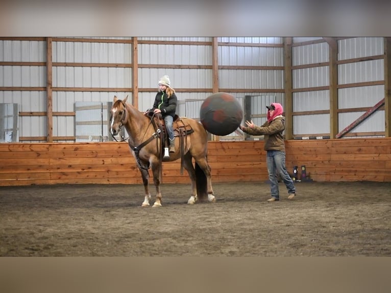 American Quarter Horse Castrone 7 Anni 152 cm Grullo in Rebersburg