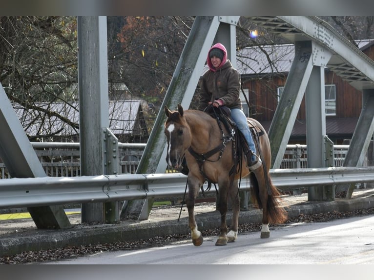 American Quarter Horse Castrone 7 Anni 152 cm Grullo in Rebersburg