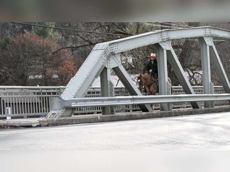 American Quarter Horse Castrone 7 Anni 152 cm Grullo in Rebersburg