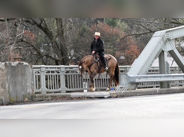 American Quarter Horse Castrone 7 Anni 152 cm Grullo in Rebersburg