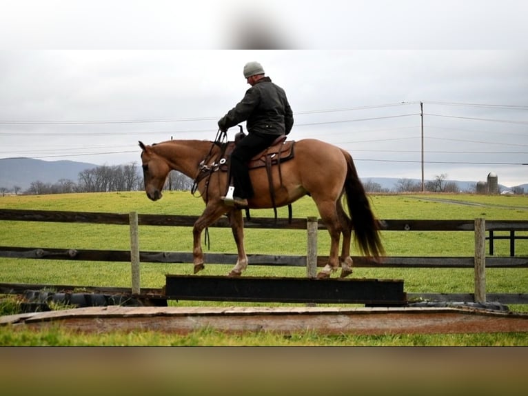 American Quarter Horse Castrone 7 Anni 152 cm Grullo in Rebersburg