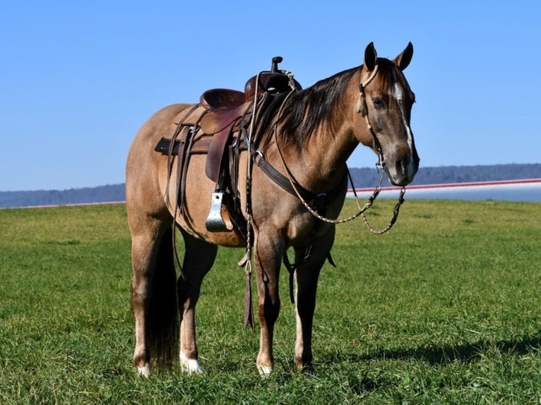 American Quarter Horse Castrone 7 Anni 152 cm Grullo in Rebersburg