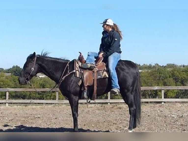 American Quarter Horse Castrone 7 Anni 152 cm Morello in Phoenix,Arizona