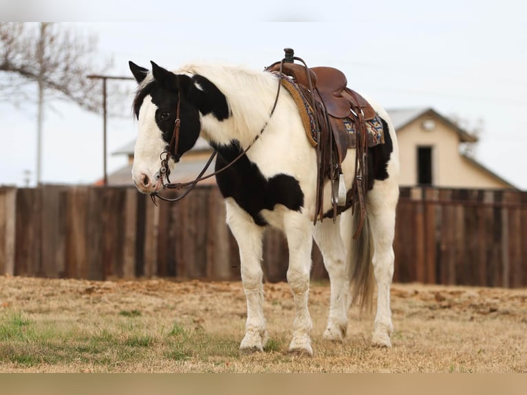 American Quarter Horse Castrone 7 Anni 152 cm Morello in Stephenville