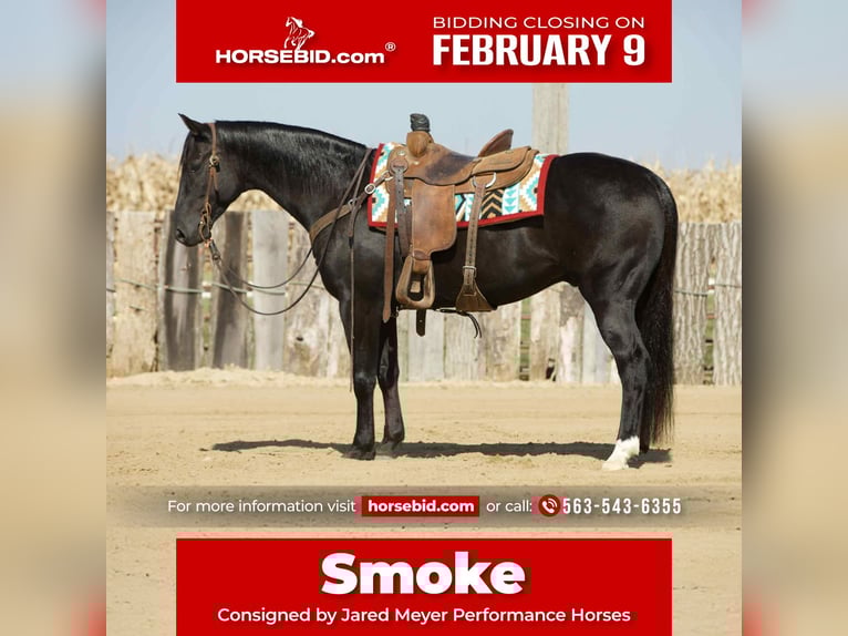 American Quarter Horse Castrone 7 Anni 152 cm Morello in Bernard