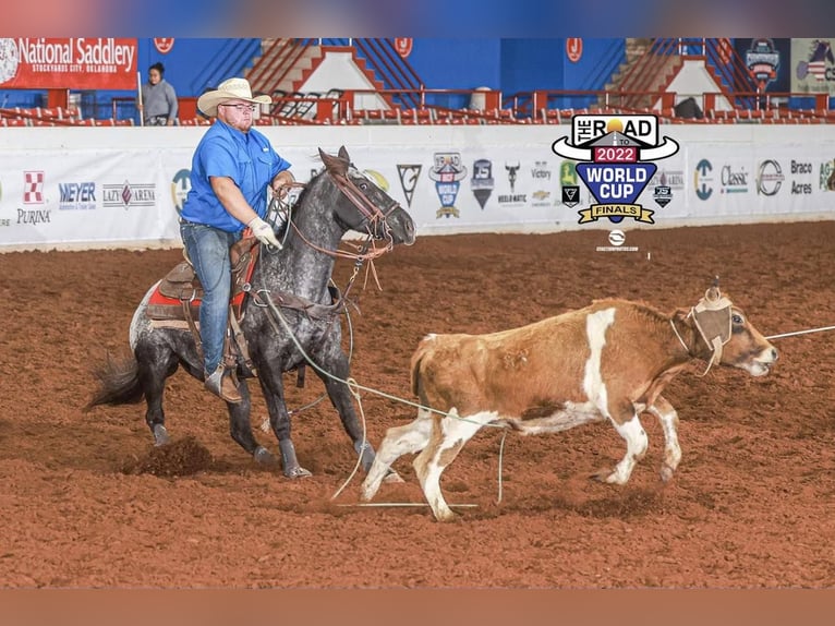 American Quarter Horse Castrone 7 Anni 152 cm Morello in Breckenridge TX