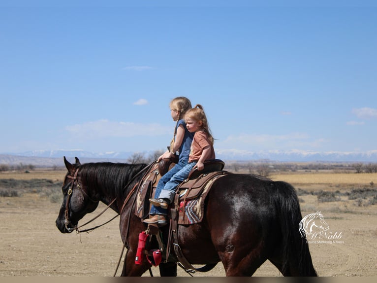 American Quarter Horse Castrone 7 Anni 152 cm Morello in Cody