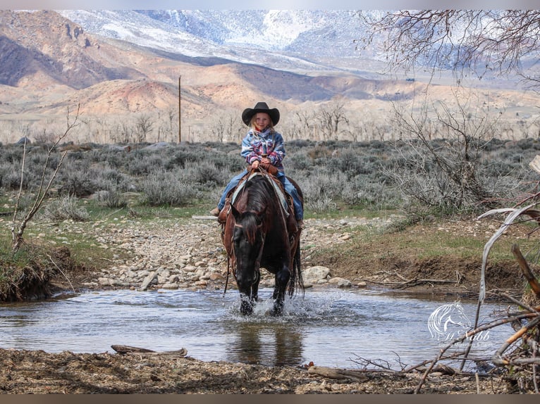 American Quarter Horse Castrone 7 Anni 152 cm Morello in Cody