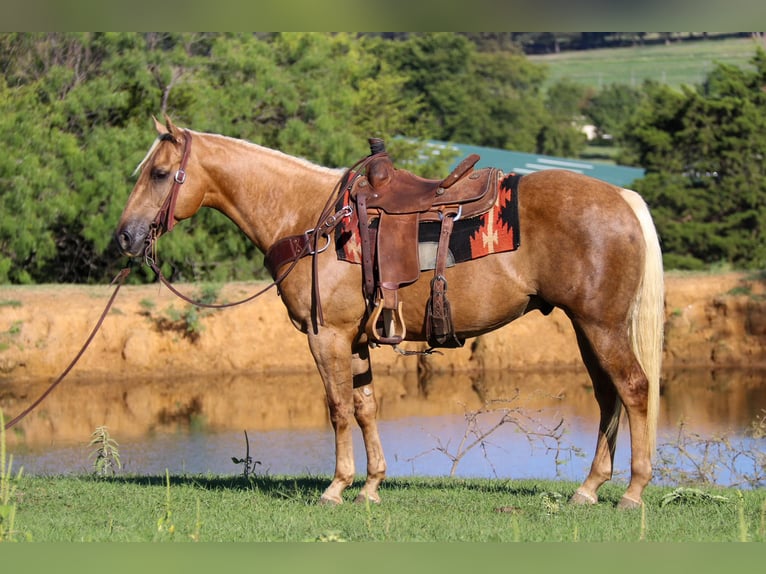 American Quarter Horse Castrone 7 Anni 152 cm Palomino in Cleburne, TX