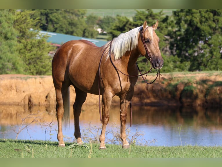 American Quarter Horse Castrone 7 Anni 152 cm Palomino in Cleburne, TX