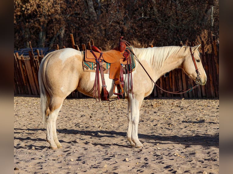 American Quarter Horse Castrone 7 Anni 152 cm Palomino in Camp Verde AZ