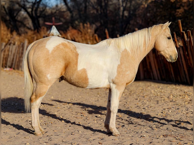 American Quarter Horse Castrone 7 Anni 152 cm Palomino in Camp Verde AZ