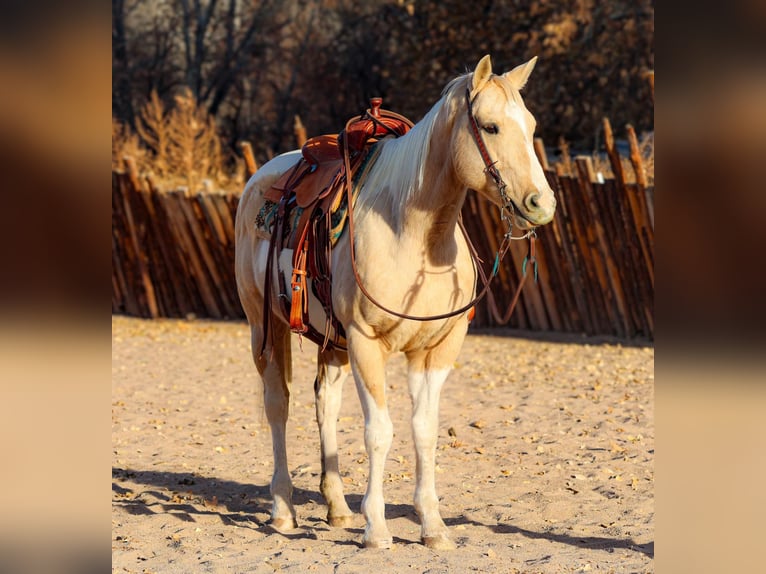 American Quarter Horse Castrone 7 Anni 152 cm Palomino in Camp Verde AZ