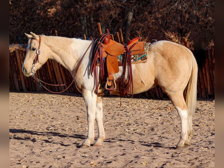 American Quarter Horse Castrone 7 Anni 152 cm Palomino in Camp Verde AZ